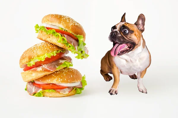 Hungrige französische Bulldogge sieht fliegenden Hamburger auf weißem Hintergrund — Stockfoto