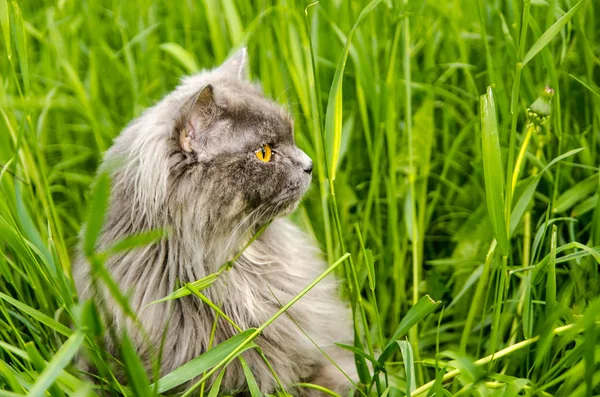 Gray british hunting longhair cat eating green grass. — Stock Photo, Image