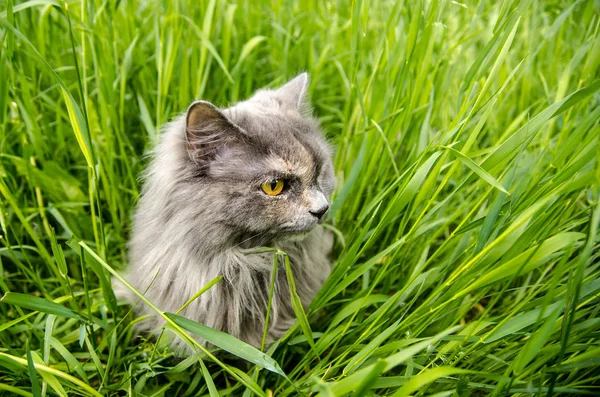 Szürke brit vadászati longhair macska eszik zöld fű. — Stock Fotó