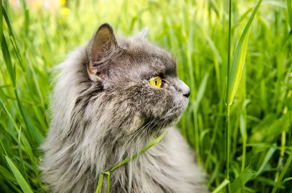 Cinza britânico caça longhair gato comer grama verde . — Fotografia de Stock