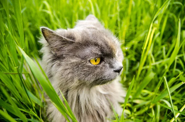Cinza britânico caça longhair gato comer grama verde . — Fotografia de Stock