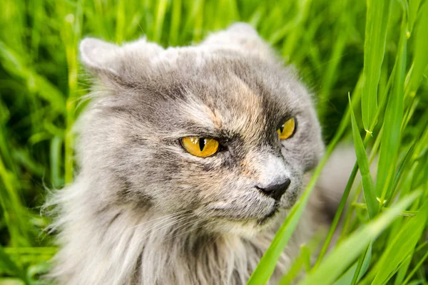 Jagen op grijze Britse kat in groen gras. — Stockfoto