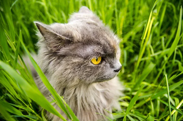 Hunting gray british cat in green grass. — Stock Photo, Image
