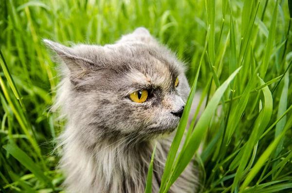 Hunting gray british cat in green grass. — Stock Photo, Image