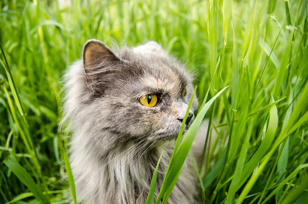 Caça cinza britânico gato na grama verde . — Fotografia de Stock