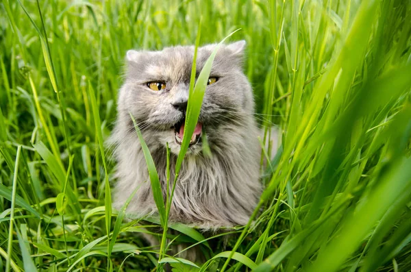Cinza britânico caça longhair gato comer grama verde . — Fotografia de Stock