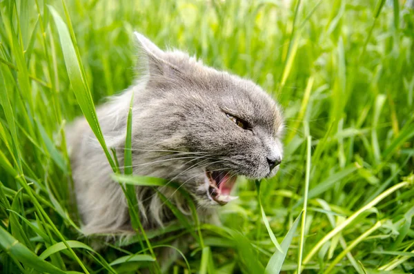 Grijs britse jacht longhair kat eten groen gras. — Stockfoto