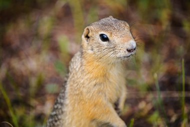 Büyük kızıl kahverengi pençeli sincap yeşil çimlerin üzerinde duruyor.