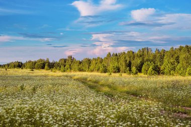 Glade çiçek ve orman ve arka planda bulutlar ile