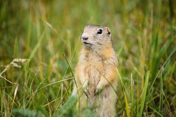 Großer Ingwer braun hungrig Gopher mit Pfoten steht in einem Feld auf grünem Gras — Stockfoto