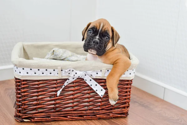 В корзине лежит родословная, тонированный коричневый щенок немецкого боксера — стоковое фото