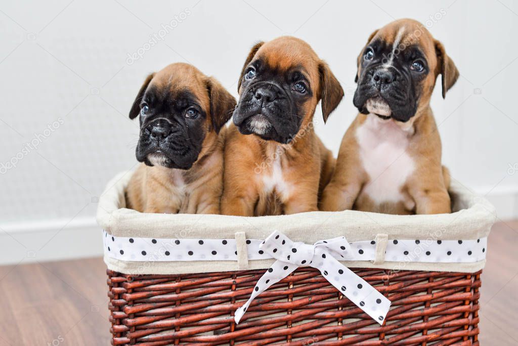 three thoroughbred brown puppy of a German boxer is lying in a basket