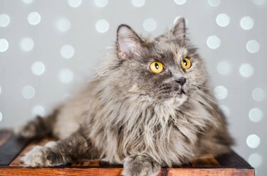 Bokeh ile açık arkaplanda komik gri İngiliz kedisi