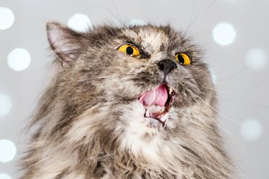 Komik gri İngiliz kedisi dilini çekip sivri dişlerini gösteriyor. Kocaman gözleri var ve arka planda Bokeh var.