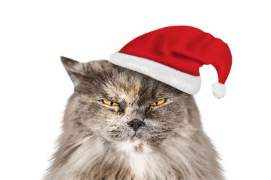 Funny gray longhaired British cat in Santa hat isolated on a white background clipart