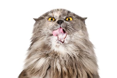 Gri uzun saçlı İngiliz kedisi beyaz arka planda izole edilmiş bir dil gösteriyor.