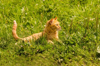 Kızıl kedi yeşil çimlerin üzerinde yatar.