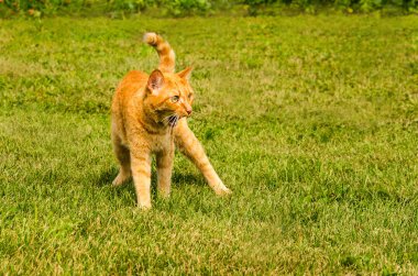Kızıl kedi yeşil çimlerin üzerinde oturur.