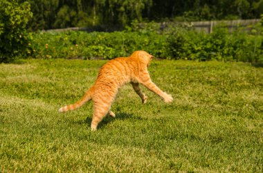 Yeşil çimlerin üzerinde zıplayan kızıl kedi.