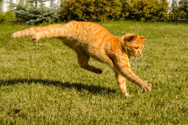 Yeşil çimlerin üzerinde zıplayan kızıl kedi.