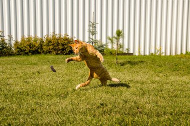 Zencefilli, zıplayan kedi, yeşil çimenlerin üzerinde yakalanmış bir fareyle oynuyor.