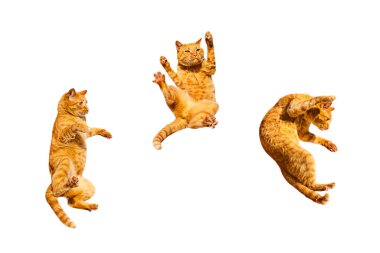 Beyaz bir arka planda üç kızıl dans eden kedi..