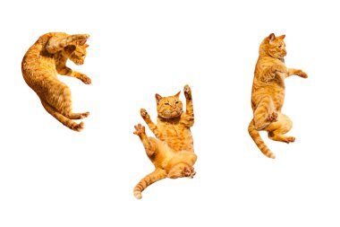 Beyaz bir arka planda üç kızıl dans eden kedi..