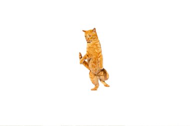 Kızıl düşünceli kedi arka ayaklarının üzerinde duruyor, beyaz bir arka planda izole edilmiş..