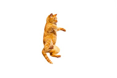 Kızıl düşünceli kedi arka ayaklarının üzerinde duruyor, beyaz bir arka planda izole edilmiş..