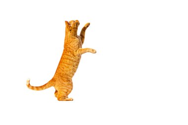 Kızıl düşünceli kedi arka ayaklarının üzerinde duruyor, beyaz bir arka planda izole edilmiş..