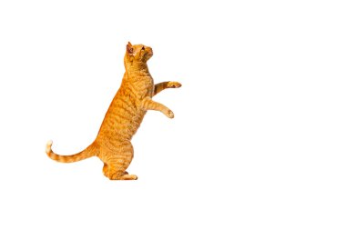 Kızıl düşünceli kedi arka ayaklarının üzerinde duruyor, beyaz bir arka planda izole edilmiş..