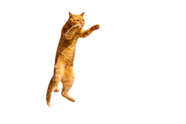 Kızıl düşünceli kedi arka ayaklarının üzerinde duruyor, beyaz bir arka planda izole edilmiş..