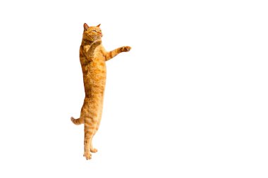 Kızıl düşünceli kedi arka ayaklarının üzerinde duruyor, beyaz bir arka planda izole edilmiş..