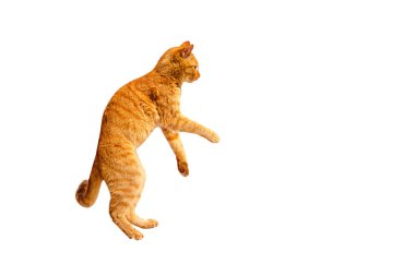 Kızıl kedi arka ayaklarının üzerinde duruyor, beyaz bir arka planda izole edilmiş..
