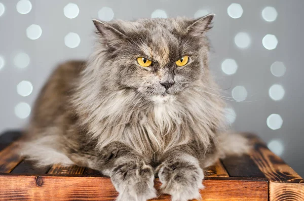 Funny gray British cat on a light background with bokeh — Stock Photo, Image