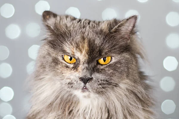 Gato britânico cinza engraçado beliscou as orelhas e piscou os olhos em um fundo leve com bokeh — Fotografia de Stock