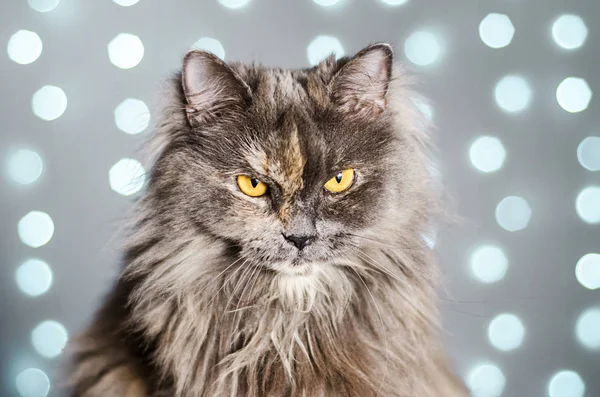 Funny gray British cat on a light background with bokeh — Stock Photo, Image