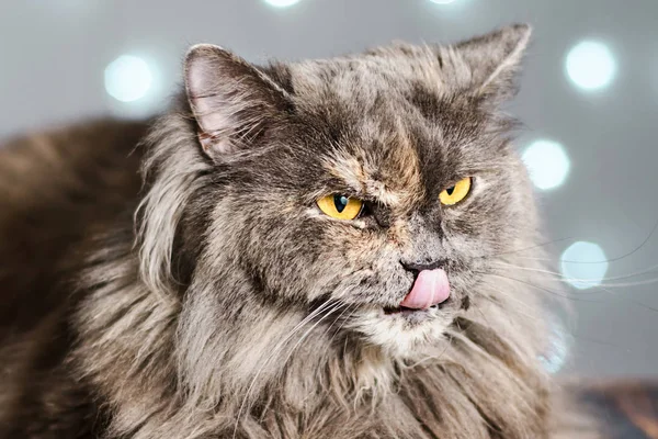 Rolig grå brittisk katt drar ut tungan, visar huggtänder, tänder med stora ögon på en ljus bakgrund med bokeh — Stockfoto