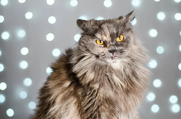 Funny gray British cat pinched ears and squinted his eyes on a light background with bokeh