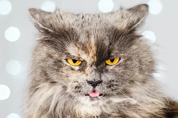 Gato britânico cinza engraçado em um fundo leve com bokeh — Fotografia de Stock
