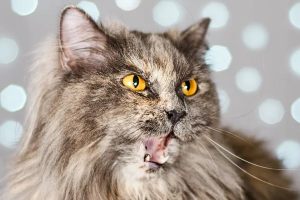 Funny gray British cat meows and screams on a light background with bokeh