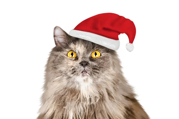 Beyaz arka planda izole edilmiş, uzun saçlı Noel Baba şapkalı İngiliz kedisi. — Stok fotoğraf