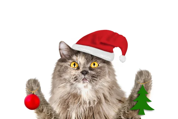 Noel Baba şapkalı gri saçlı İngiliz kedisi beyaz arka planda izole edilmiş Noel oyuncaklarını pençelerinde tutuyor. — Stok fotoğraf