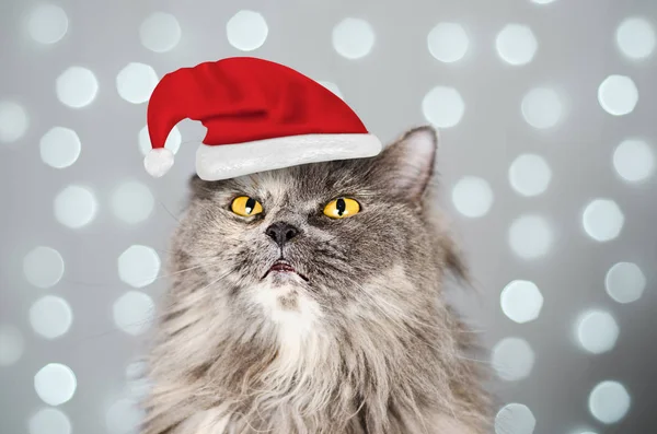 Gri saçlı İngiliz kedisi Noel Baba şapkalı gri arka planda Bokeh — Stok fotoğraf