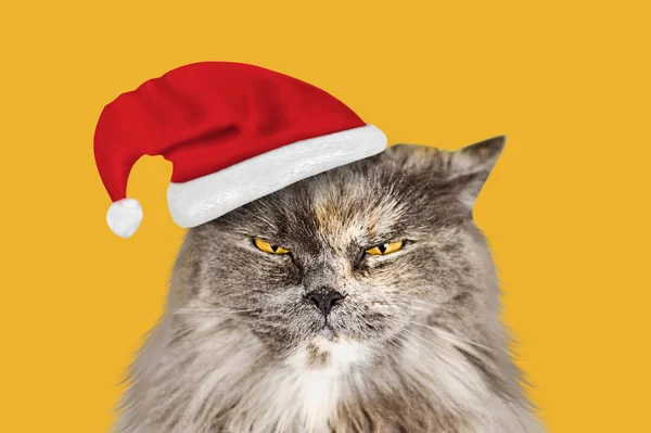 Sarı arka planda Noel Baba şapkalı uzun saçlı komik İngiliz kedisi. — Stok fotoğraf