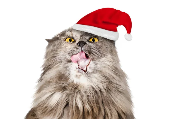 Noel Baba 'nın şapkasındaki gri uzun saçlı İngiliz kedisi beyaz bir arka planda izole edilmiş dili gösteriyor. — Stok fotoğraf