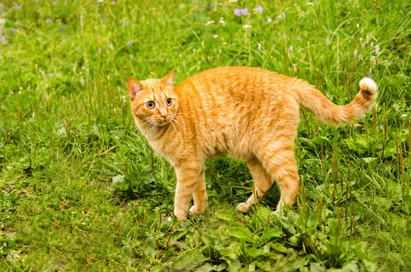 Ginger cat sits on a green grass background — 스톡 사진