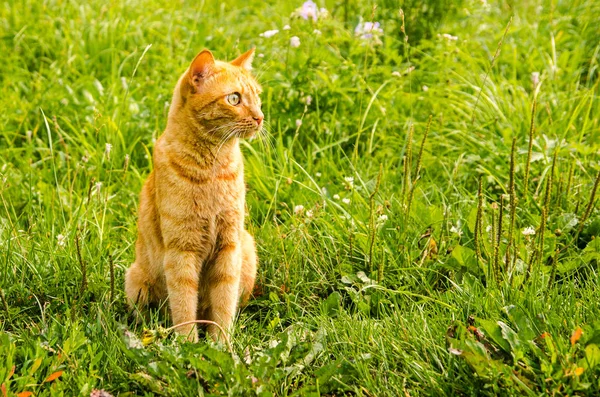 Ginger gato senta-se em um fundo de grama verde — Fotografia de Stock