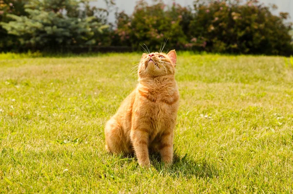 Ginger cat se sienta sobre un fondo de hierba verde — Foto de Stock