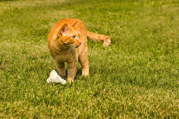 Ginger gato brincando com shuttlecock em um fundo de grama verde . — Fotografia de Stock